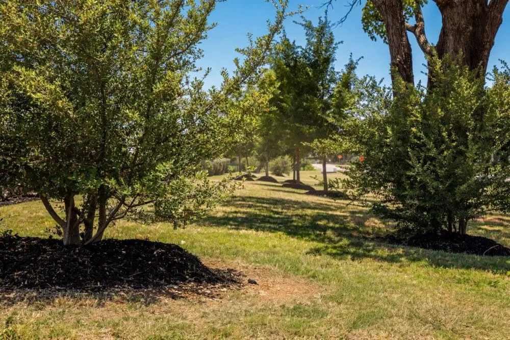 Commercial Landscaping Dallas: What Summer Heat Does to Your Turf