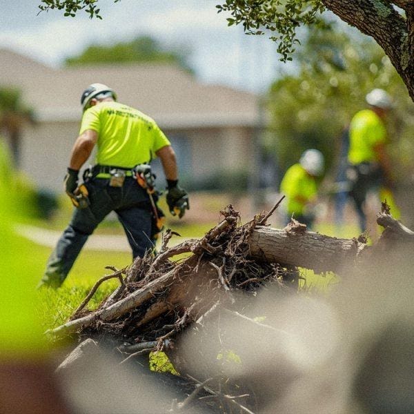 tree-removal