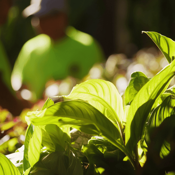u8321682566_a_team_of_3_latin_workers_in_a_landscaping_maintena_8c88c19e-b1b1-4